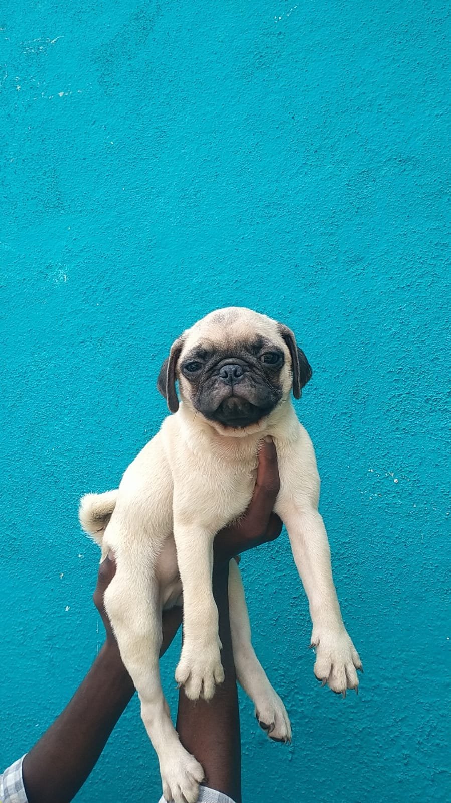 Order Female pug Puppy from Goa